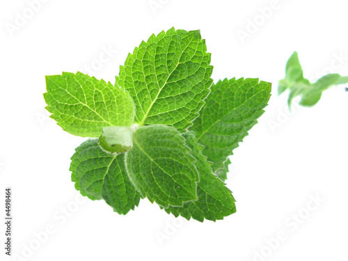mint