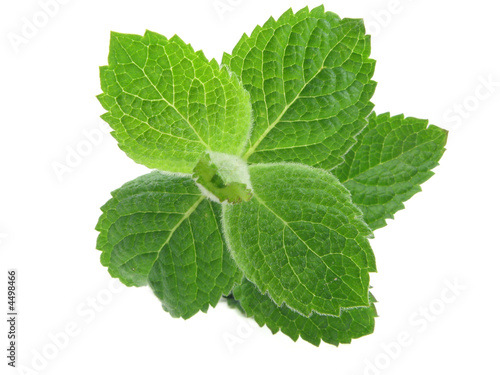 mint