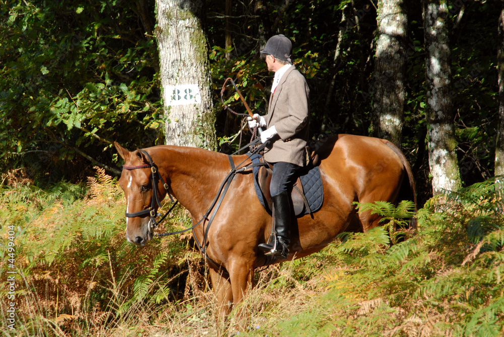 cavalier de chasse à courre en sortie de bois cavalier de chasse à courre en sortie de bois