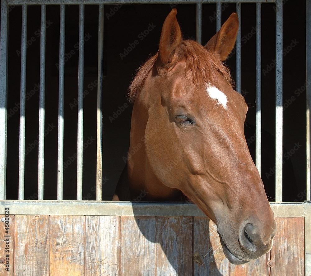 cheval dans son box Photos | Adobe Stock