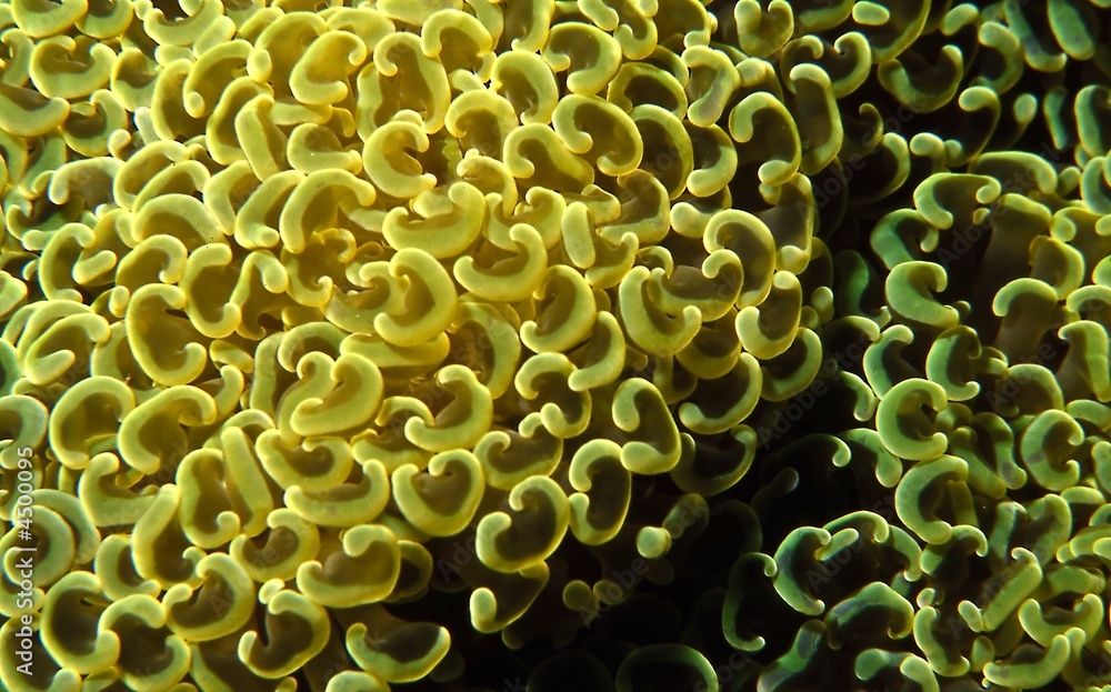 Fototapeta premium Euphyllia