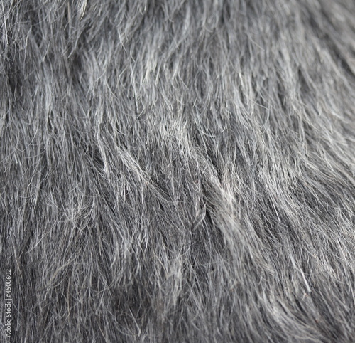 fur background photo