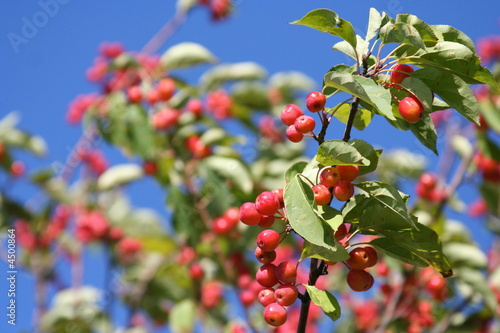 crab apples