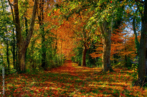 Autumn Forest Path © lffile