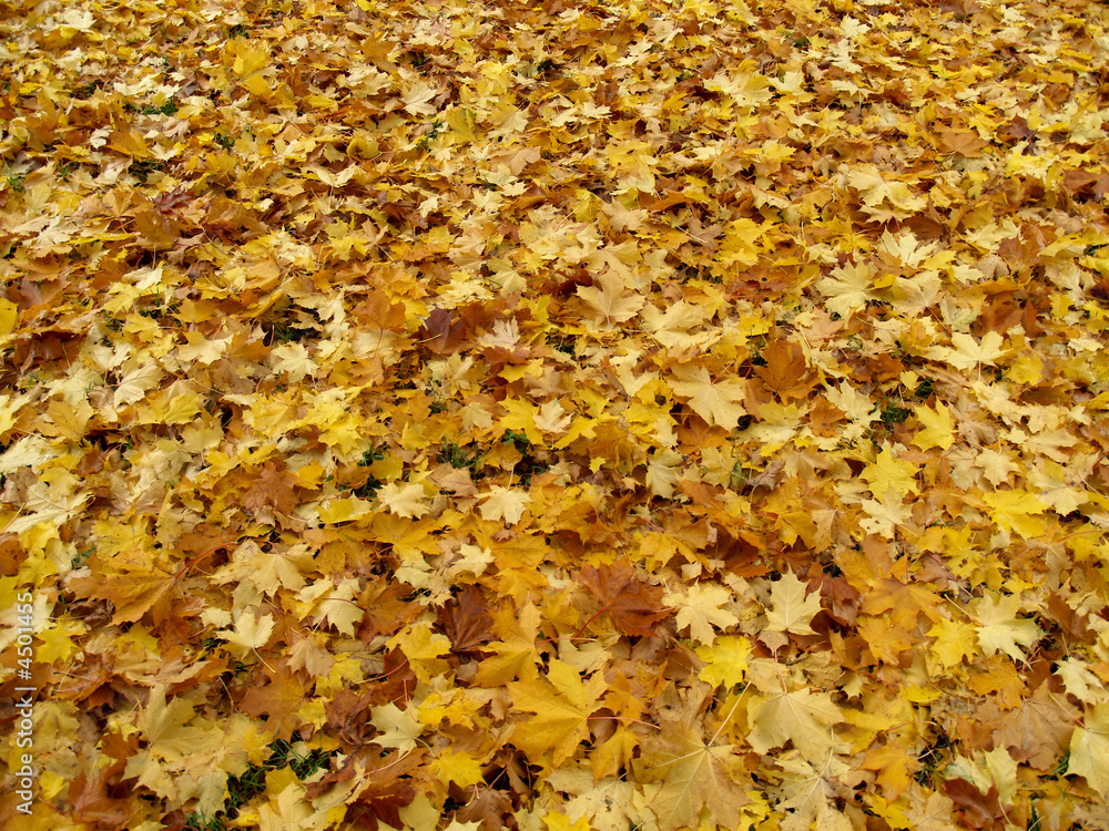 Yellow leaves Yellow leaves
