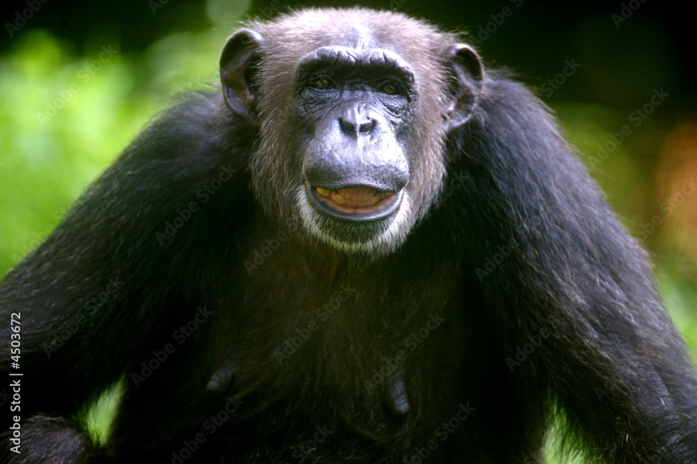 Chimpanzee Chimpanzee