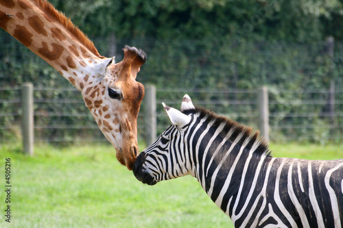 zèbre et girafe