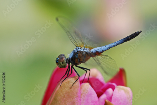 blue dragonfly and water lily in the ponds
