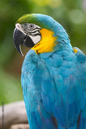 Blue & yellow Macaw © Kitch Bain