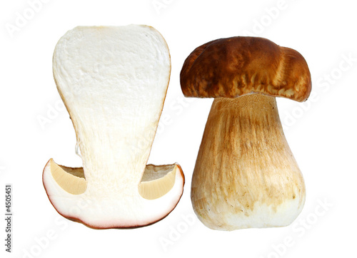 Boletus edulis, delicious forest mushroom, isolated
