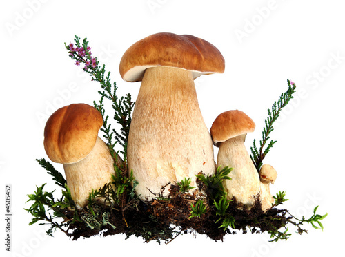 Forest mushrooms - Boletus edulis, isolated
