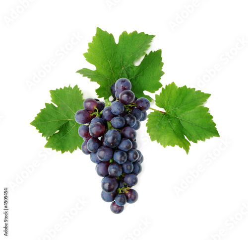 Fotografie, Obraz Blue grape cluster with leaves