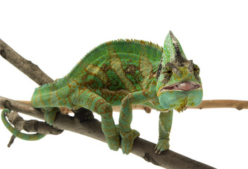 Handdoek met foto Kameleon Kameleon met geconcentreerde blik  © arnowssr