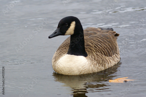 Canada Goose