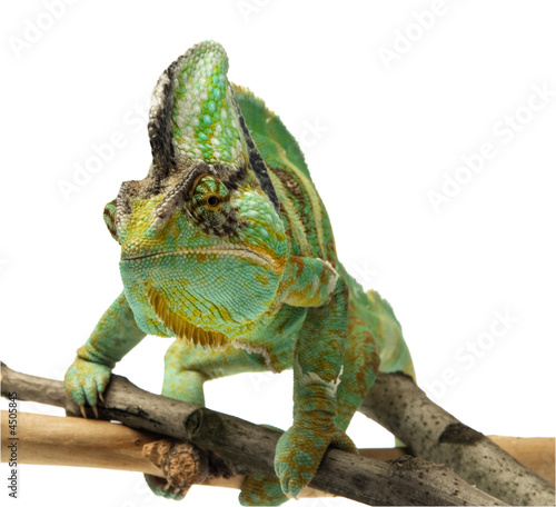 chameleon