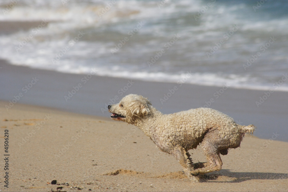 pet running at the beach in Los Cabos in Mexico pet running at the beach in Los Cabos in Mexico