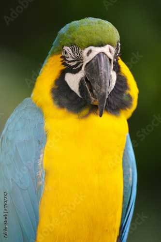 Blue Macaw