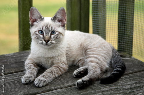 Photography Kitten with striking blue eyes