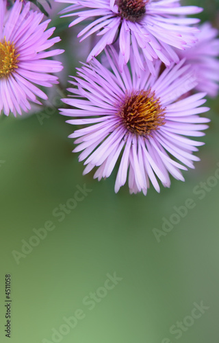 purple flowers