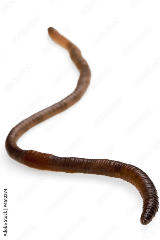 worm worm