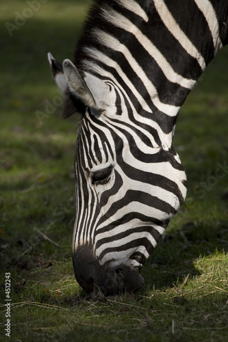 Zebra eating grass - closeup on head