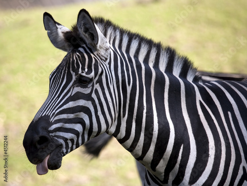 Zebra with tounge out
