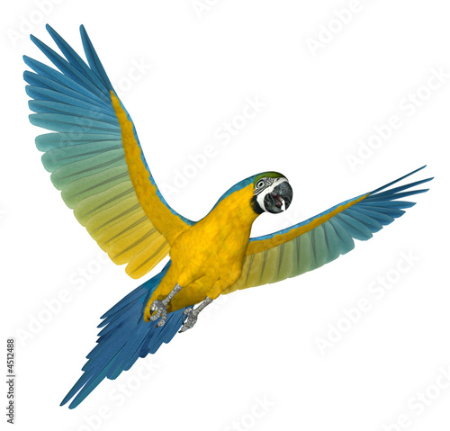Blue and Gold Macaw Flying 2 #4512488