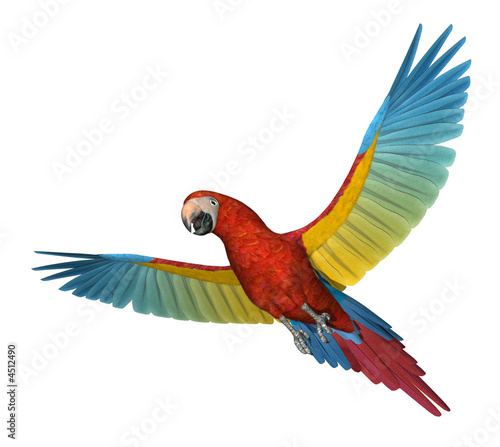Scarlet Macaw Flying 2 #4512490