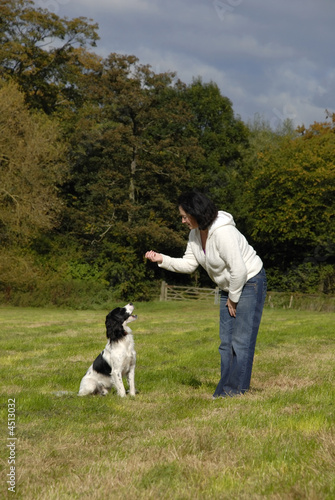English Springer Spaniel Being Trained