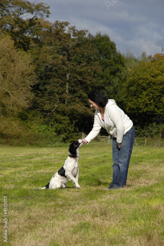 English Springer Spaniel Being Trained