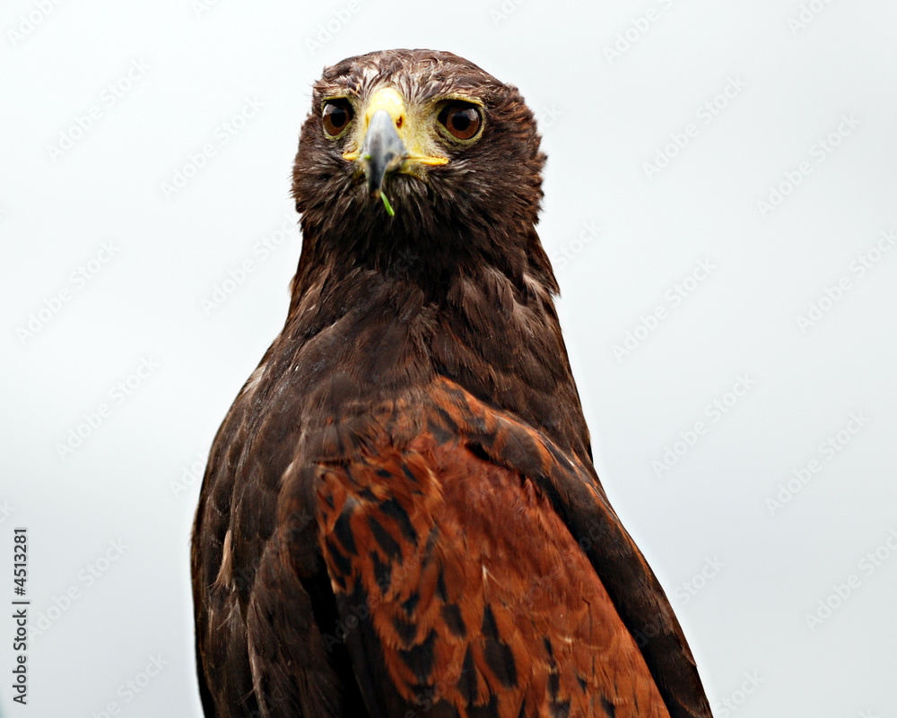 Bird or Prey Bird or Prey