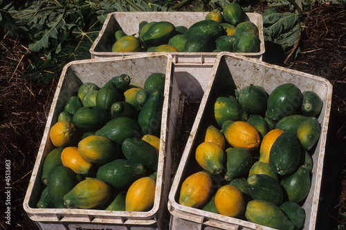 Papaya fruit, Big Island, Hawaii USA