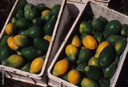 Papaya fruit, Big Island, Hawaii USA