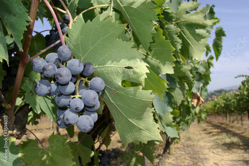 uva sangiovese