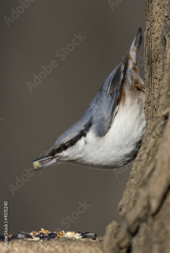 Sittidae