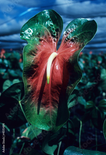 Anthurium flower, Big Island, Hawaii USA