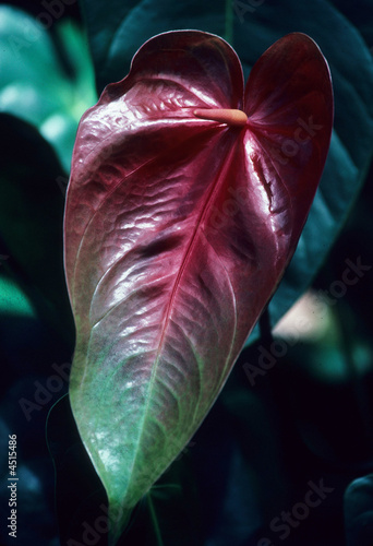 Anthurium flower, Big Island, Hawaii USA