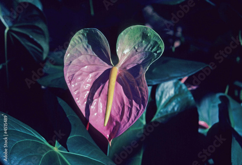 Anthurium flower, Big Island, Hawaii USA