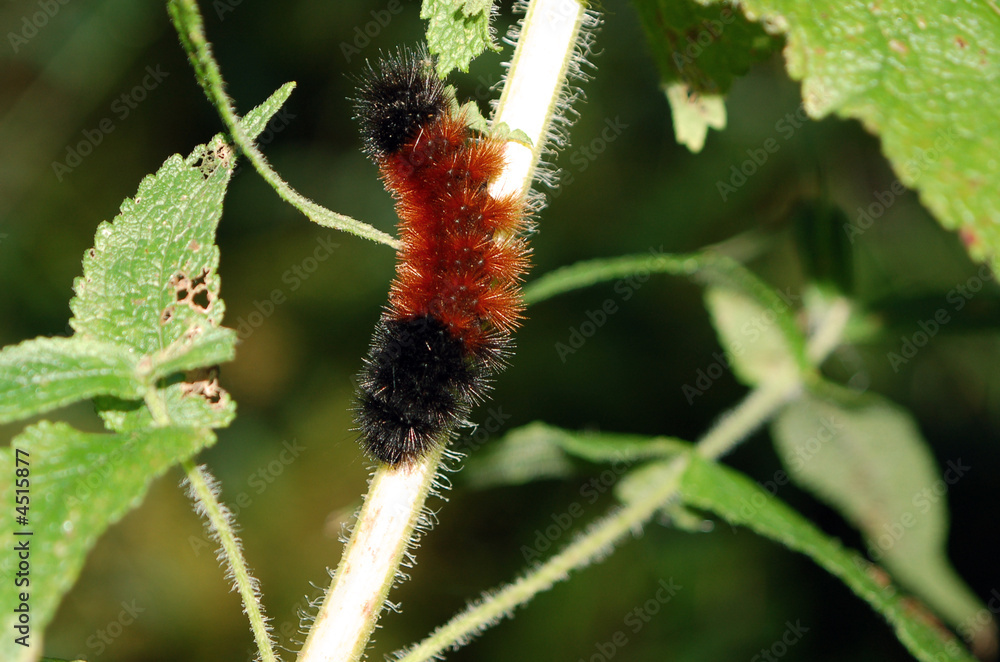 Obraz premium Wooly Bear