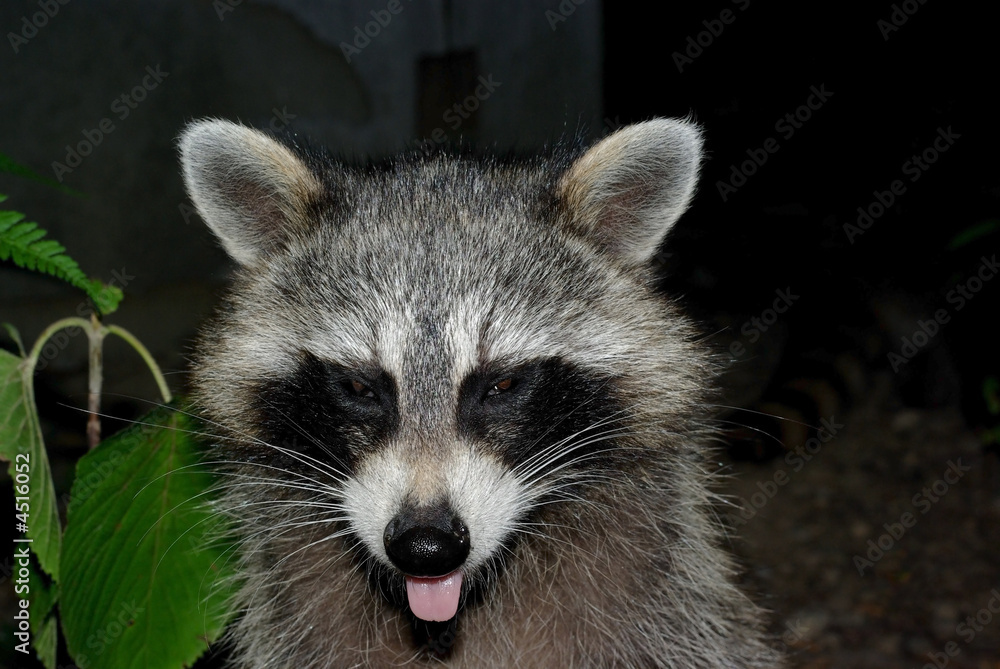 Sleepy Racoon Sleepy Racoon