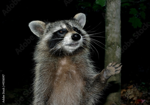 Racoon Greeting