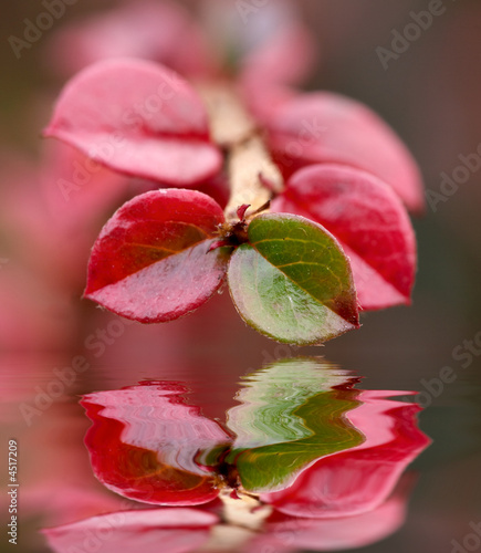 autumn branch with red leaves over water surface
