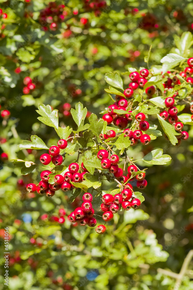 red berries