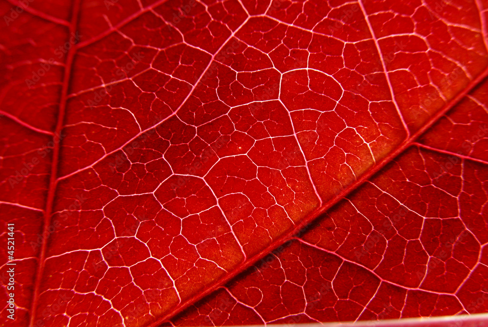 Obraz premium Rouge feuille