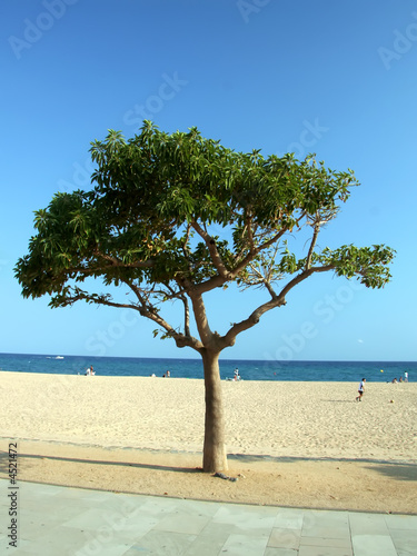 Single tree on Costa Brava coast. Malgrat de Mar. © rachwal