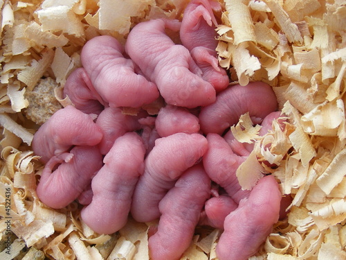 litter of day old baby mice photo