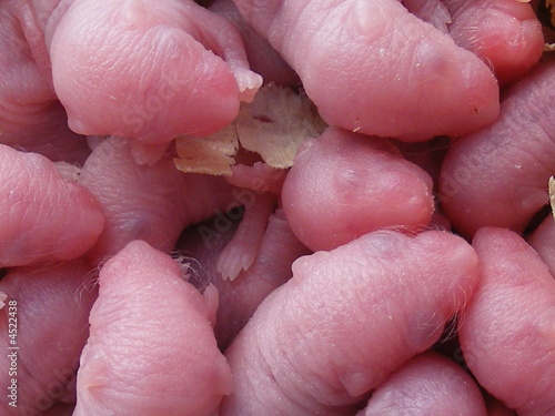 newborn baby mice macro Fototapet