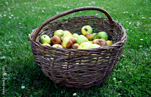 basket of apples on green meadow, close-up.