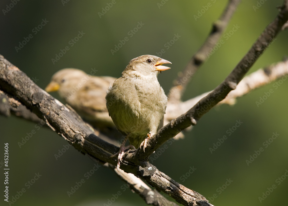 Sparrow on a green background