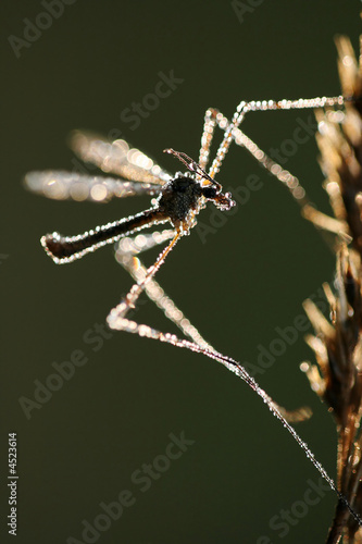 Crane-fly with drops of dew against sunrise